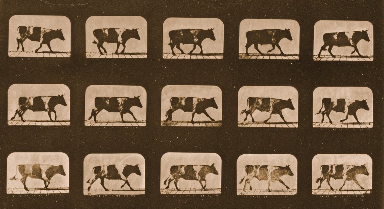 Sequência de imagens de um boi correndo, série &39;Animal Locomotion&39;, c.1881 de Eadweard Muybridge