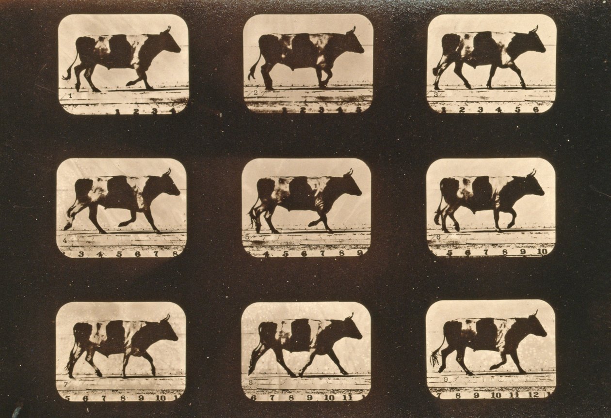 Sequência de imagens de uma série de trote de bois, "Animal Locomotion", c.1881 de Eadweard Muybridge