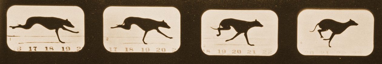 Sequência de imagens da corrida Greyhounds, série &39;Animal Locomotion&39;, c.1881 de Eadweard Muybridge