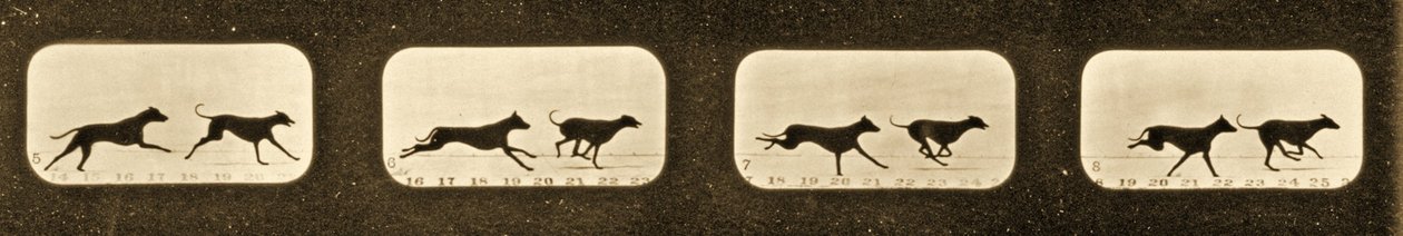 Sequência de imagens da corrida Greyhounds, série &39;Animal Locomotion&39;, c.1881 de Eadweard Muybridge