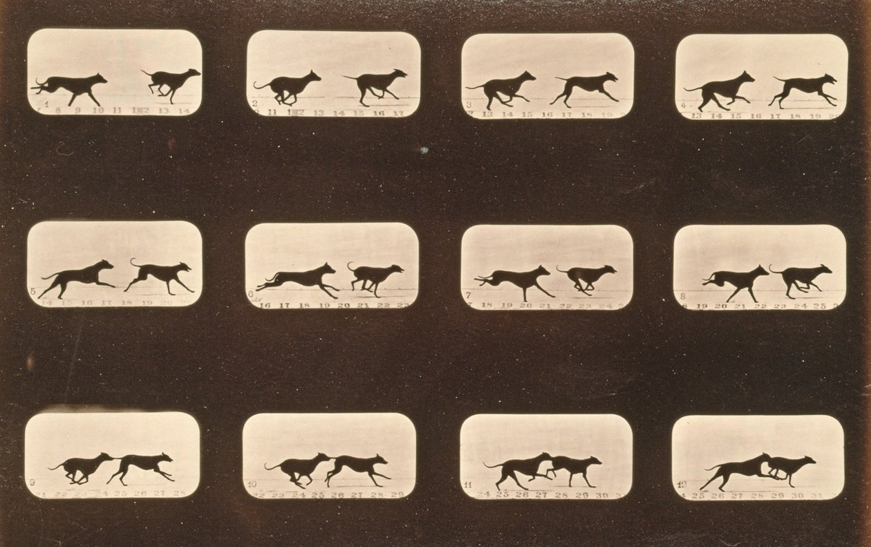 Sequência de imagens da corrida Greyhounds, série &39;Animal Locomotion&39;, c.1881 de Eadweard Muybridge