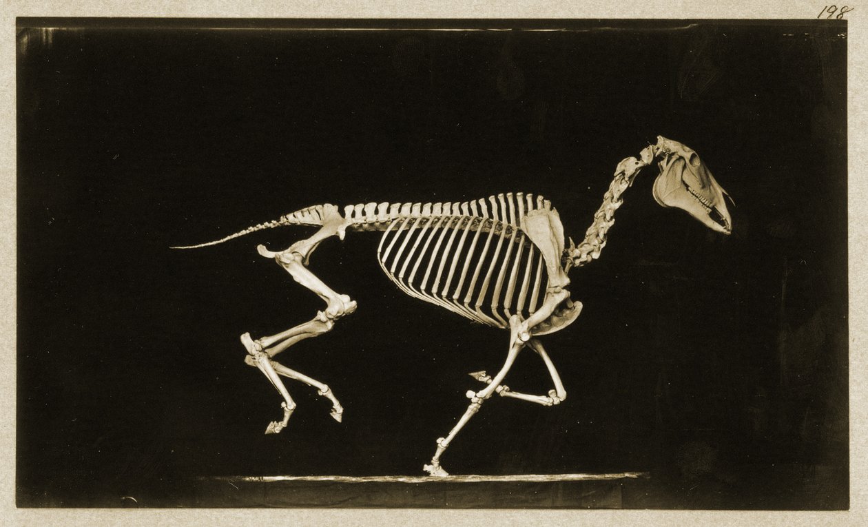 Esqueleto de um cavalo correndo de Eadweard Muybridge