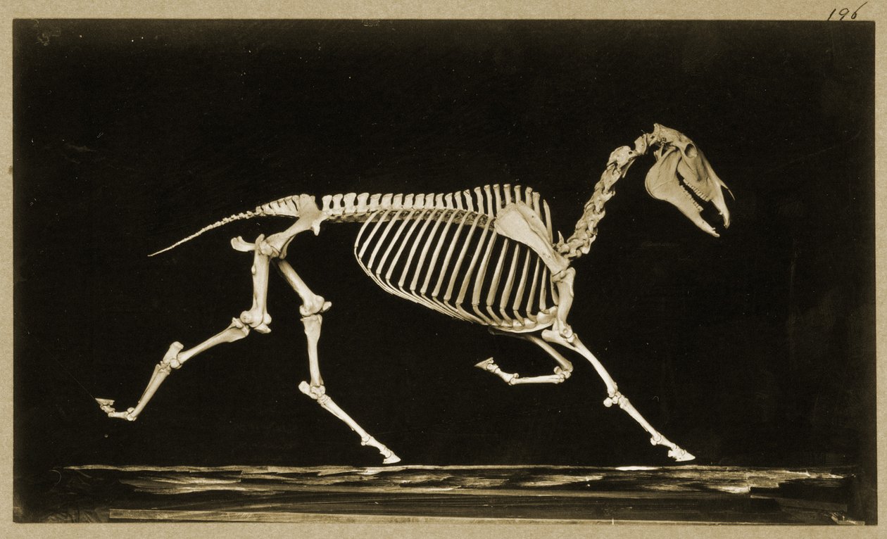 Esqueleto de um cavalo correndo de Eadweard Muybridge