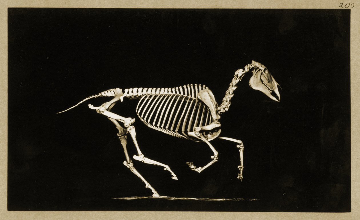 Esqueleto de um cavalo correndo de Eadweard Muybridge