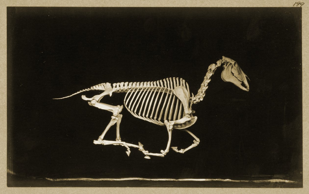 Esqueleto de um cavalo correndo de Eadweard Muybridge