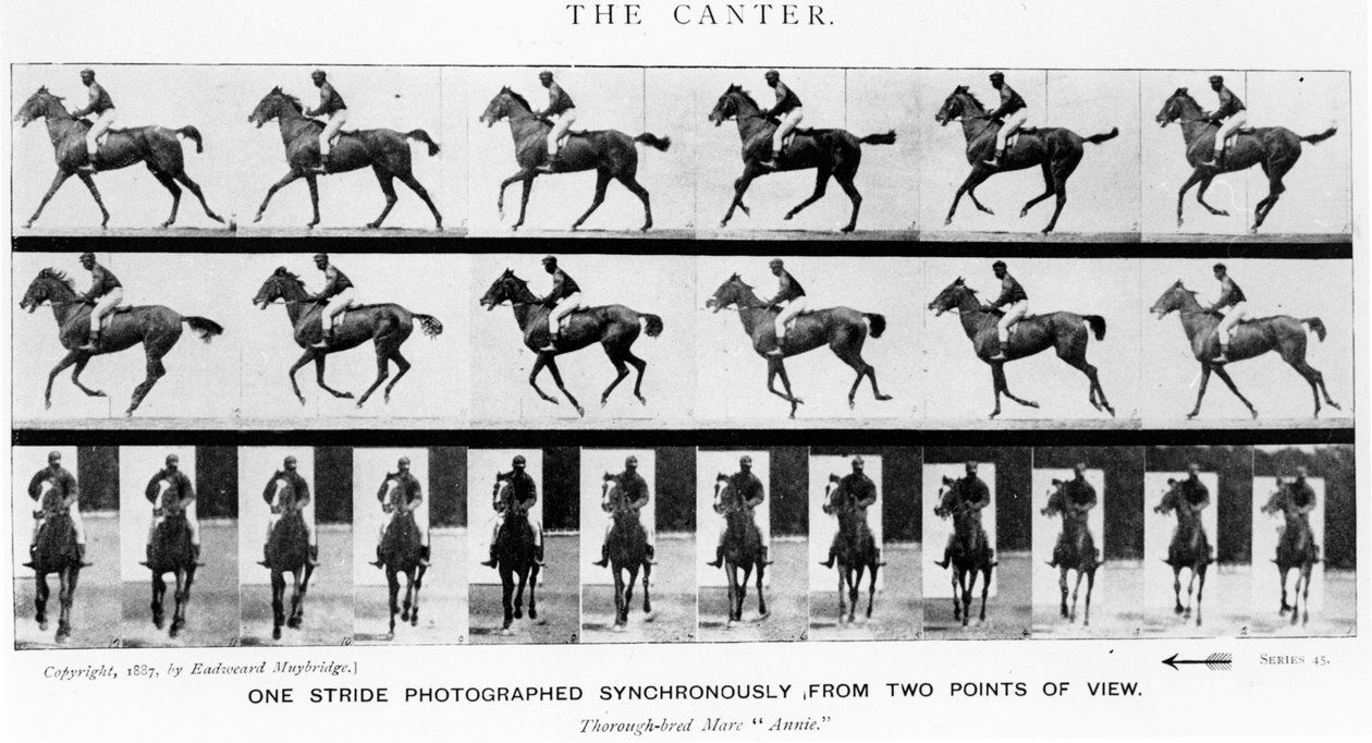 O Canter: One Stride Fotógrafo sincronicamente de dois pontos de vista, 1887, ilustração de &39;Animals in Motion&39; por Eadweard Muybridge, edição de 1907 de Eadweard Muybridge
