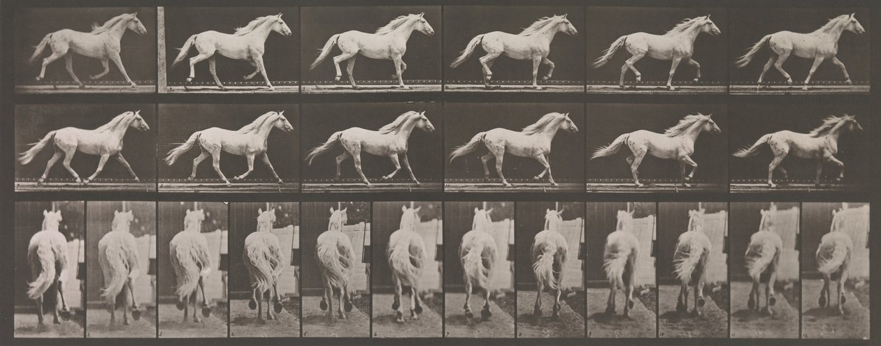 Locomoção Animal. Uma Investigação Eletrofotográfica de Fases Consecutivas de Animais..., década de 1880. de Eadweard Muybridge