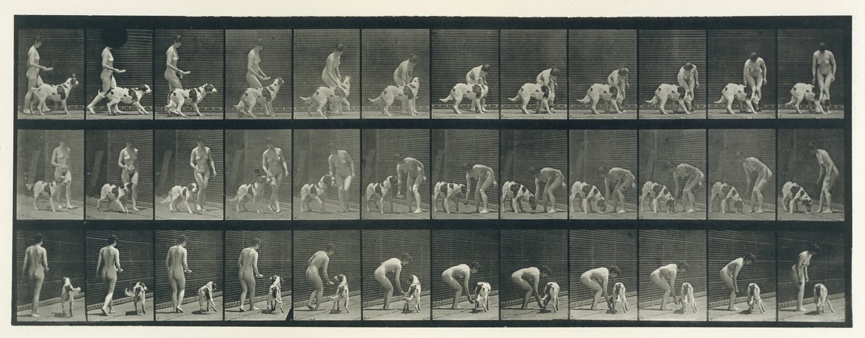 Locomoção Animal. Uma Investigação Eletrofotográfica de Fases Consecutivas de Animais..., década de 1880. de Eadweard Muybridge