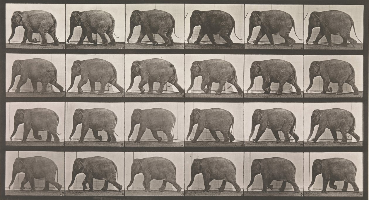Floresta. de Eadweard Muybridge