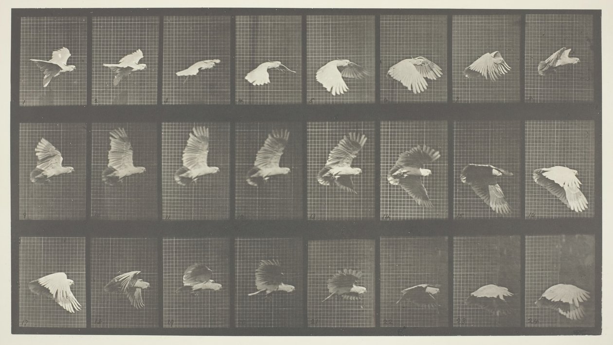 Locomoção Animal, Placa 758, 1887. de Eadweard Muybridge