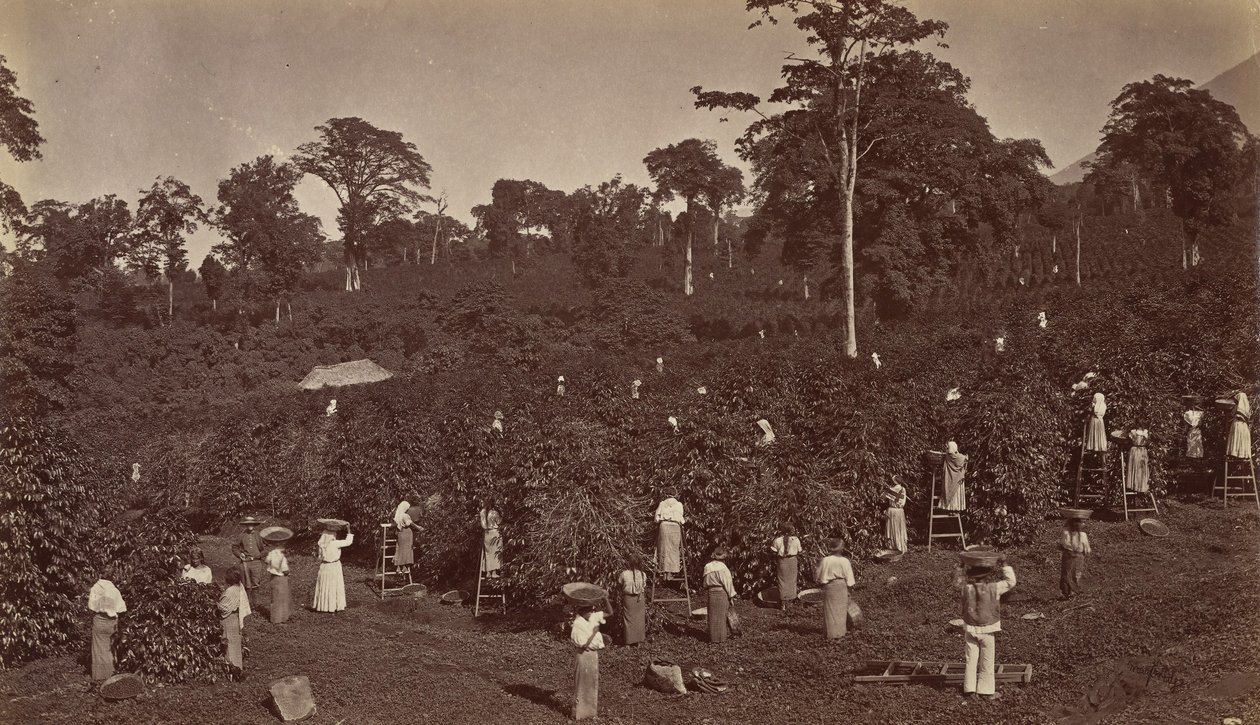 Colheita de café, Las Nubes-Guatemala, 1875. de Eadweard Muybridge