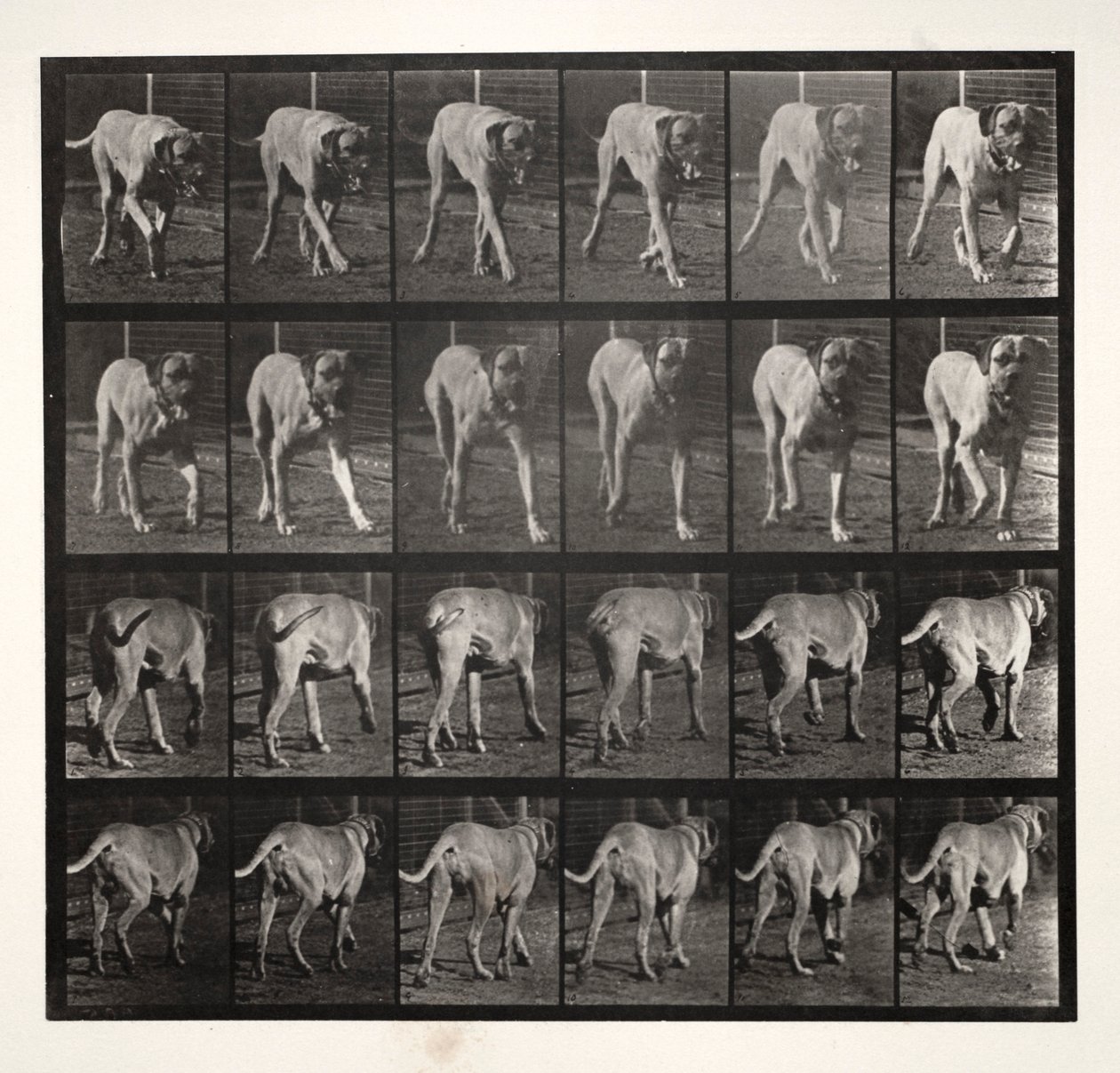 Dread Trotting, 1887. de Eadweard Muybridge
