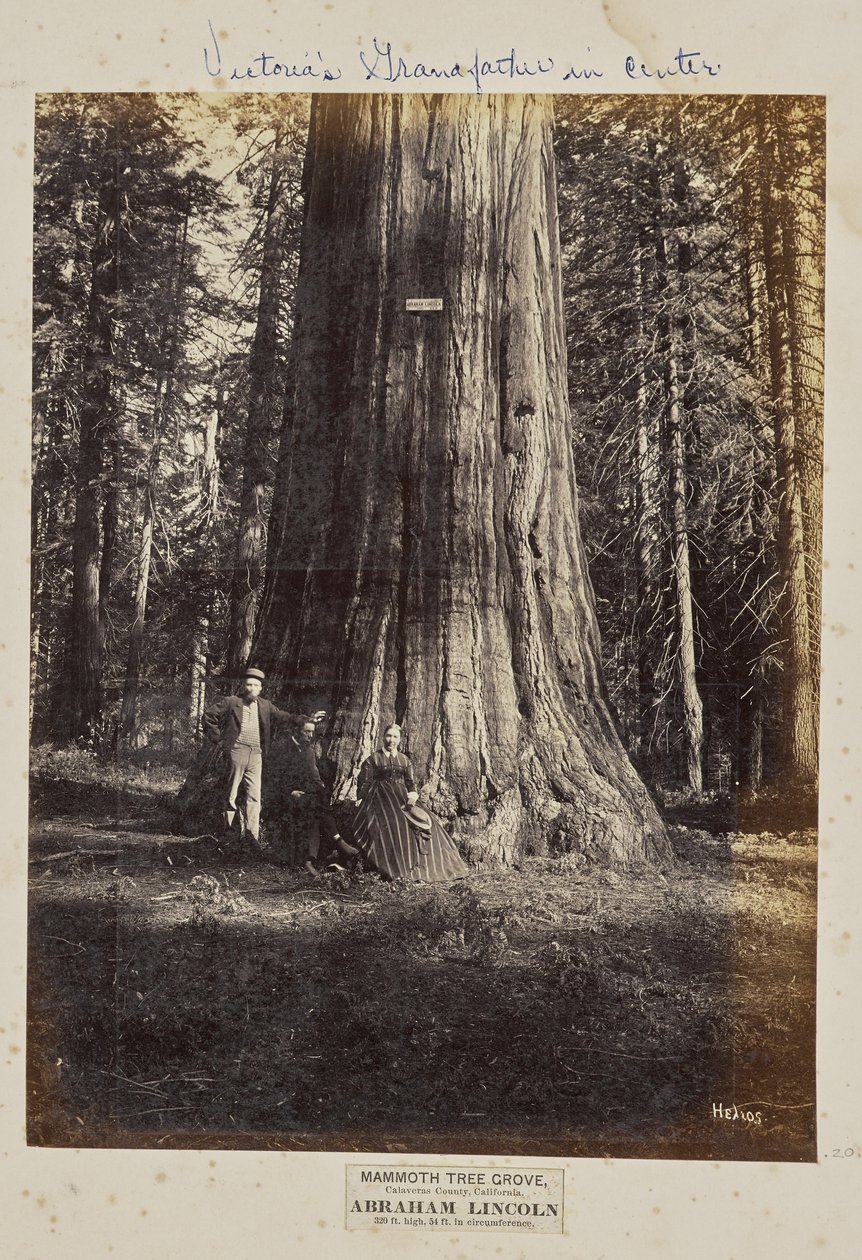 Bosque de Mammoth Tree, Condado de Calaveras, Califórnia. Abraham Lincoln. 320 pés de altura, 54 pés de circunferência de Eadweard J. Muybridge