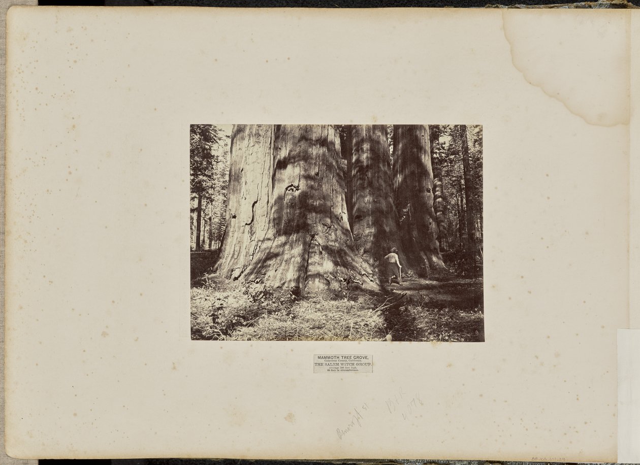 Bosque de Mammoth Tree, Condado de Calaveras, Califórnia. O Grupo das Bruxas de Salém. Média de 300 pés de altura, 65 pés de circunferência de Eadweard J. Muybridge