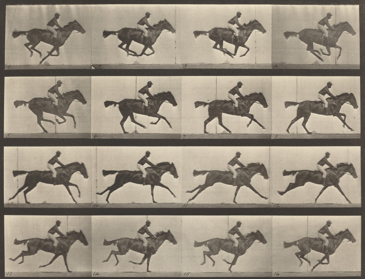 Placa número 626. Gallop, égua baia puro-sangue, Annie G., 1887. de Eadweard Muybridge