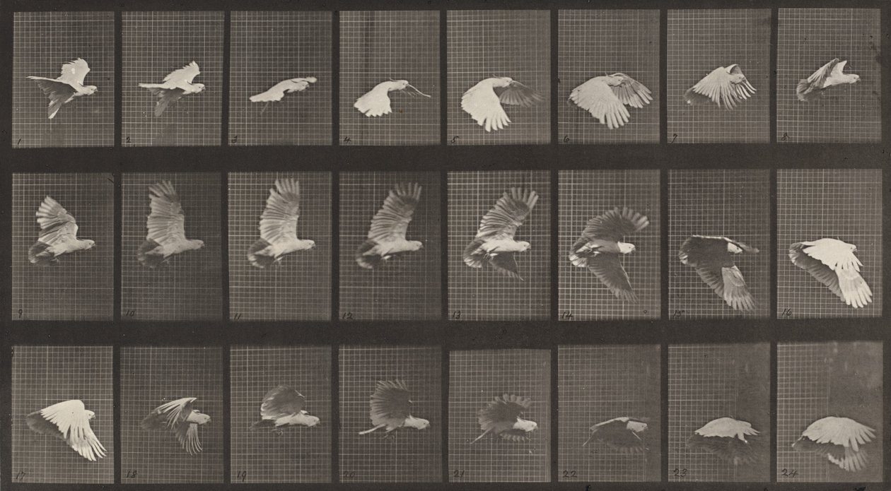 Placa número 758. Cacatua voando, 1887. de Eadweard Muybridge