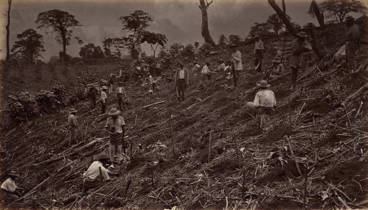 Estabelecendo uma plantação de café em Antigua de Guatemala, 1875, publicado em 1877. de Eadweard Muybridge