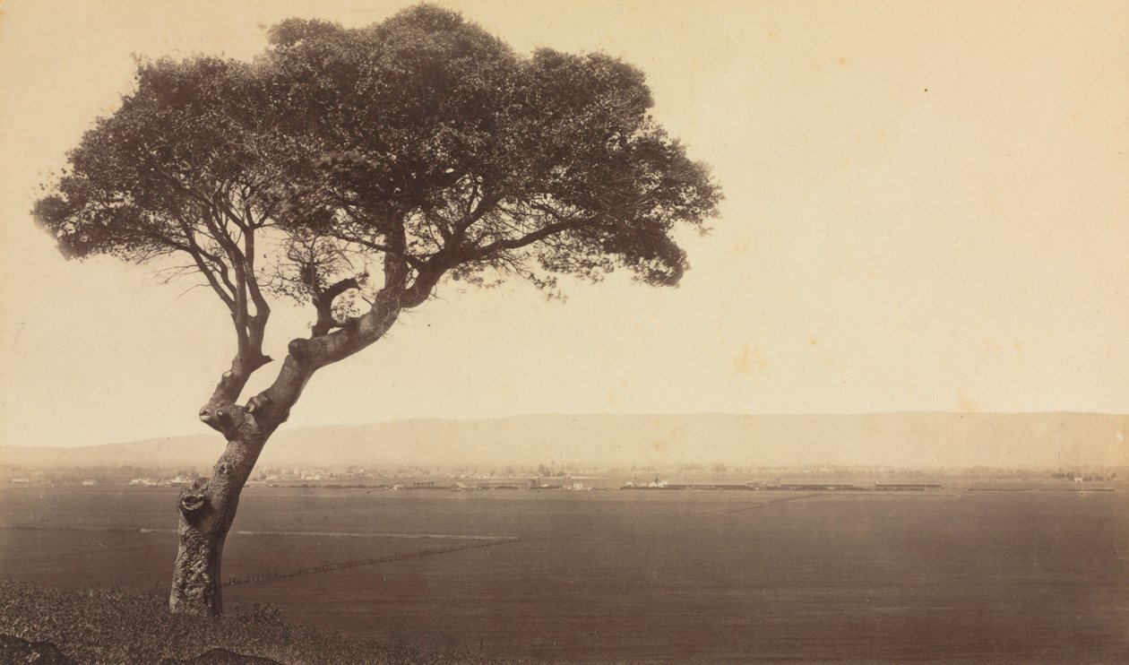 Untitled Landscape perto de Watsonville, Califórnia, c. 1879. de Eadweard Muybridge