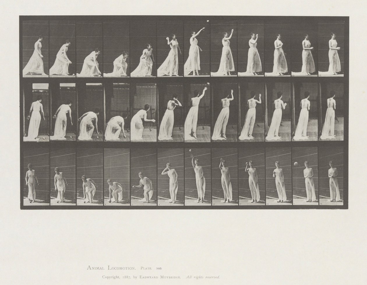 Locomoção Animal, Placa 305 de Eadweard Muybridge