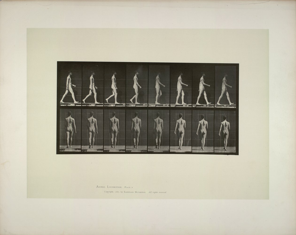 Locomoção animal: tecido da pelve masculina, 1887. de Eadweard Muybridge