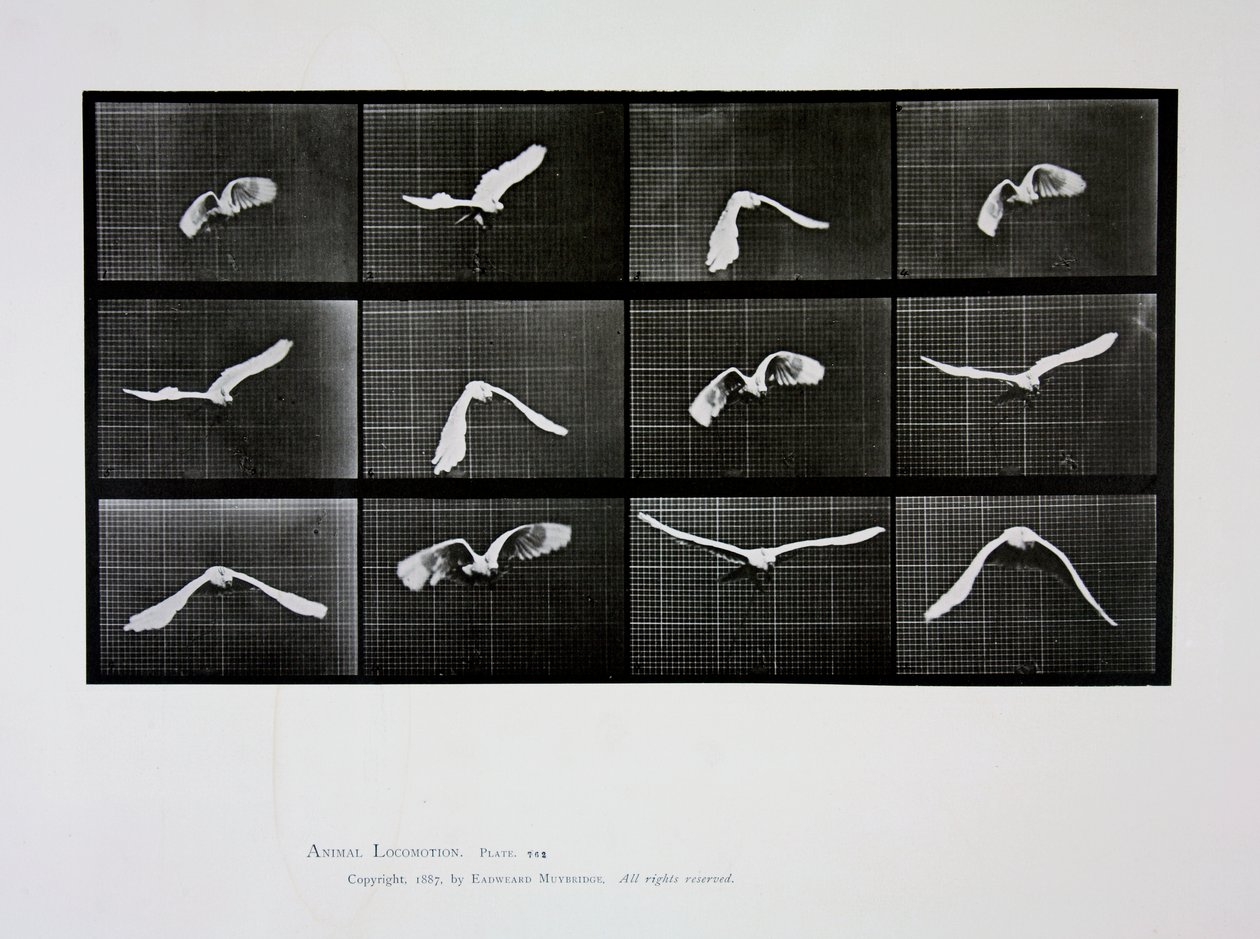 Pássaro voando, placa 762 de &39;Animal Locomotion&39;, 1887 de Eadweard Muybridge
