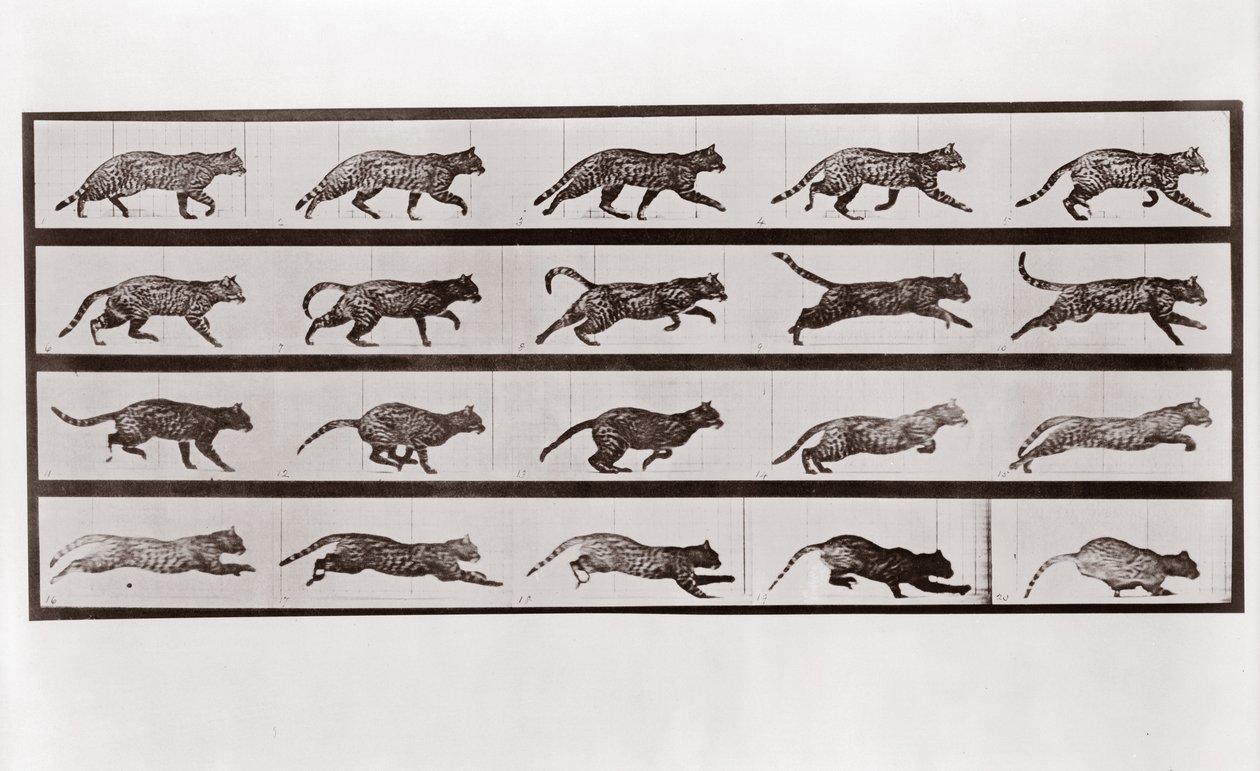 Trote e galope de gato, placa 717 da locomoção do animal, 1887 de Eadweard Muybridge