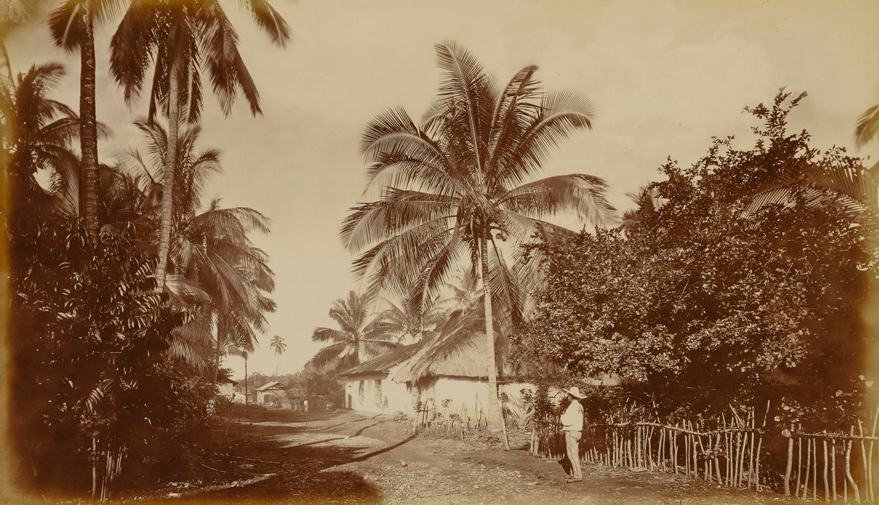 Palmeira de cacau - Retalhuleu, Guatemala de Eadweard Muybridge