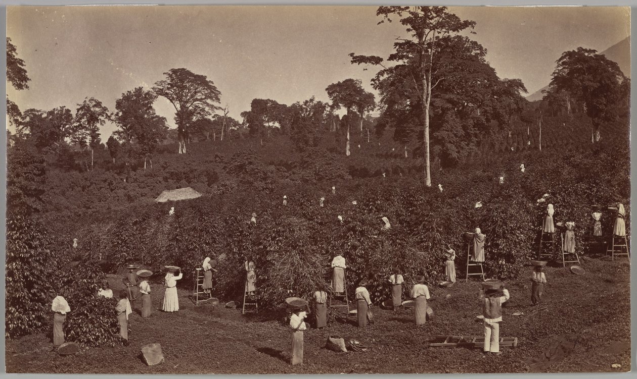 Colheita de café, Las Nubes, Guatemala de Eadweard Muybridge