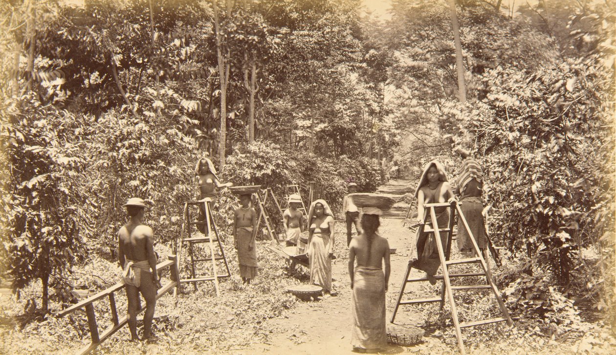 Colheita de café em San Isidro - altitude de 1000 pés, Guatemala de Eadweard Muybridge