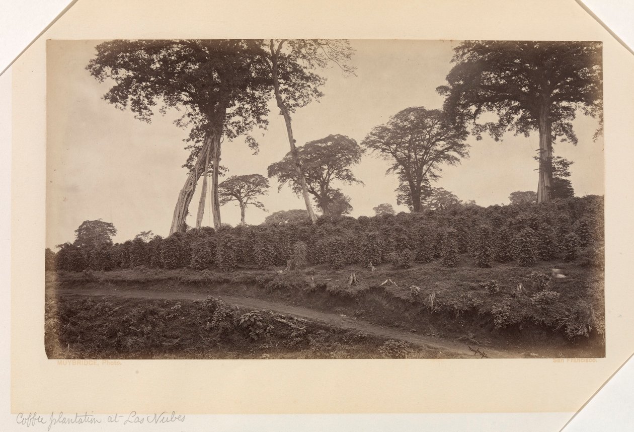 Plantação de café em Las Nubes, Guatemala de Eadweard Muybridge