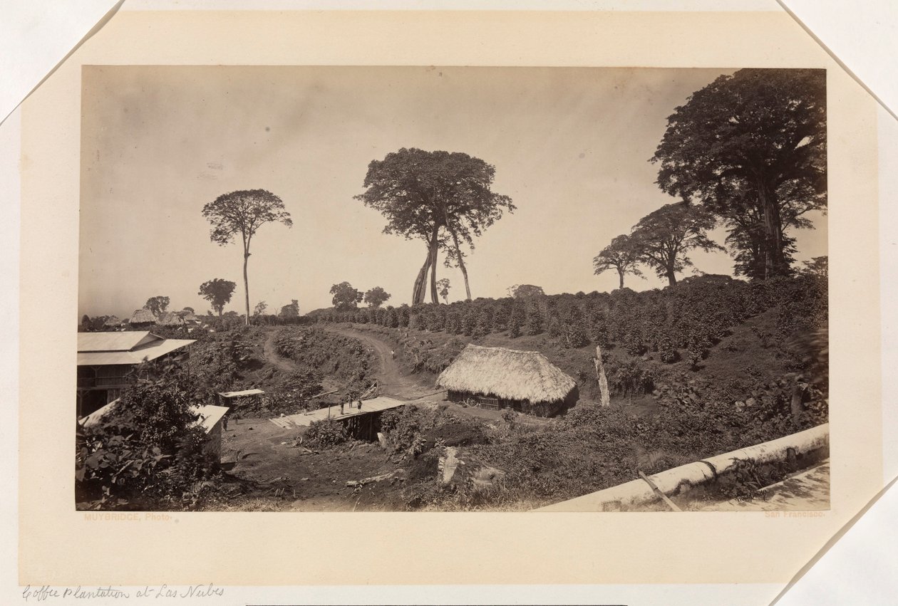 Plantação de café em Las Nubes, Guatemala de Eadweard Muybridge