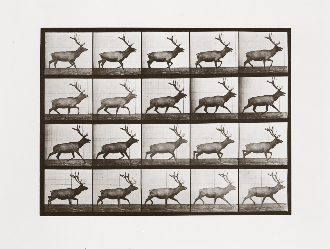 Elk, placa 692 da locomoção animal, 1887 de Eadweard Muybridge