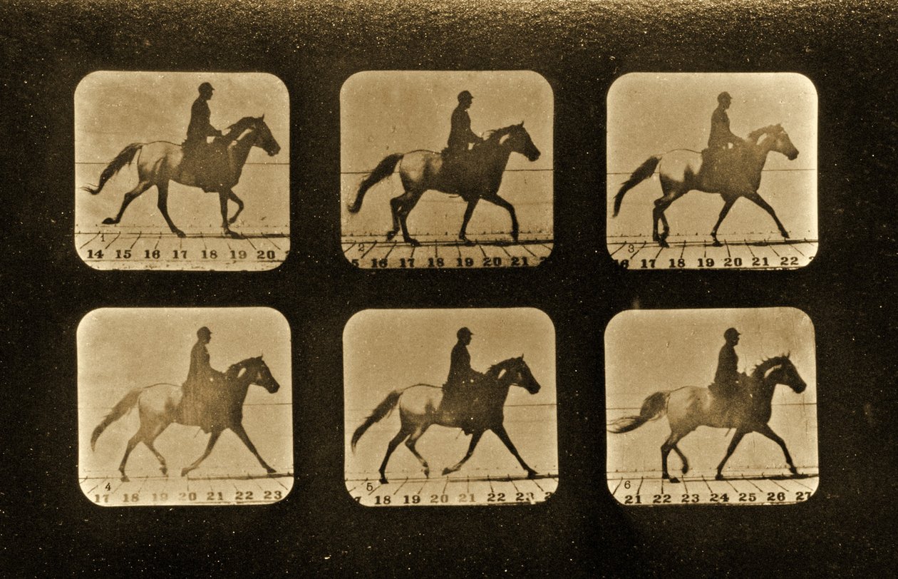 Cavalos. Irregular, série &39;Animal Locomotion&39;, c.1881 de Eadweard Muybridge