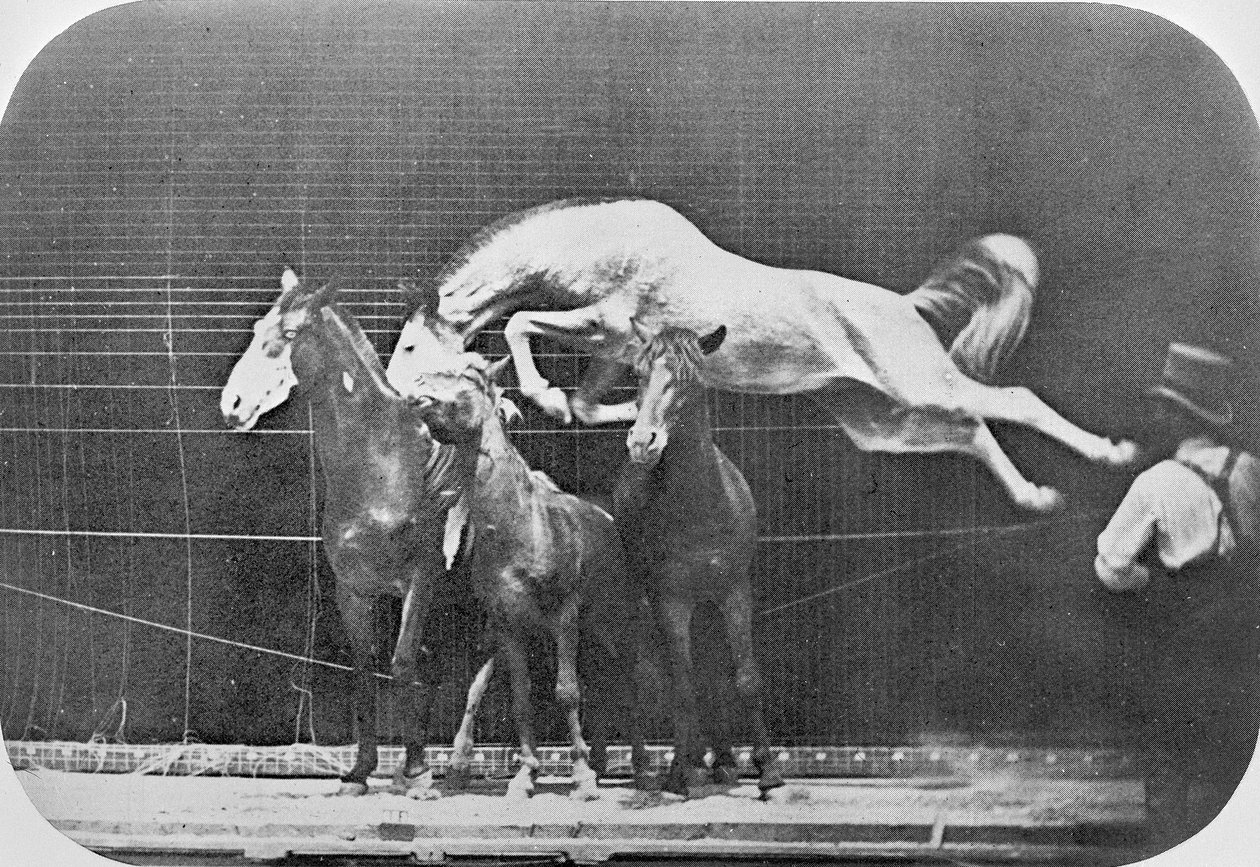 Saltando em cima de três cavalos ... Hornet de cavalo castanho, de &39;Animal Locomotion, uma investigação Electro-fotográfica de fases consecutivas de movimento animal&39;, c.1872-85 de Eadweard Muybridge