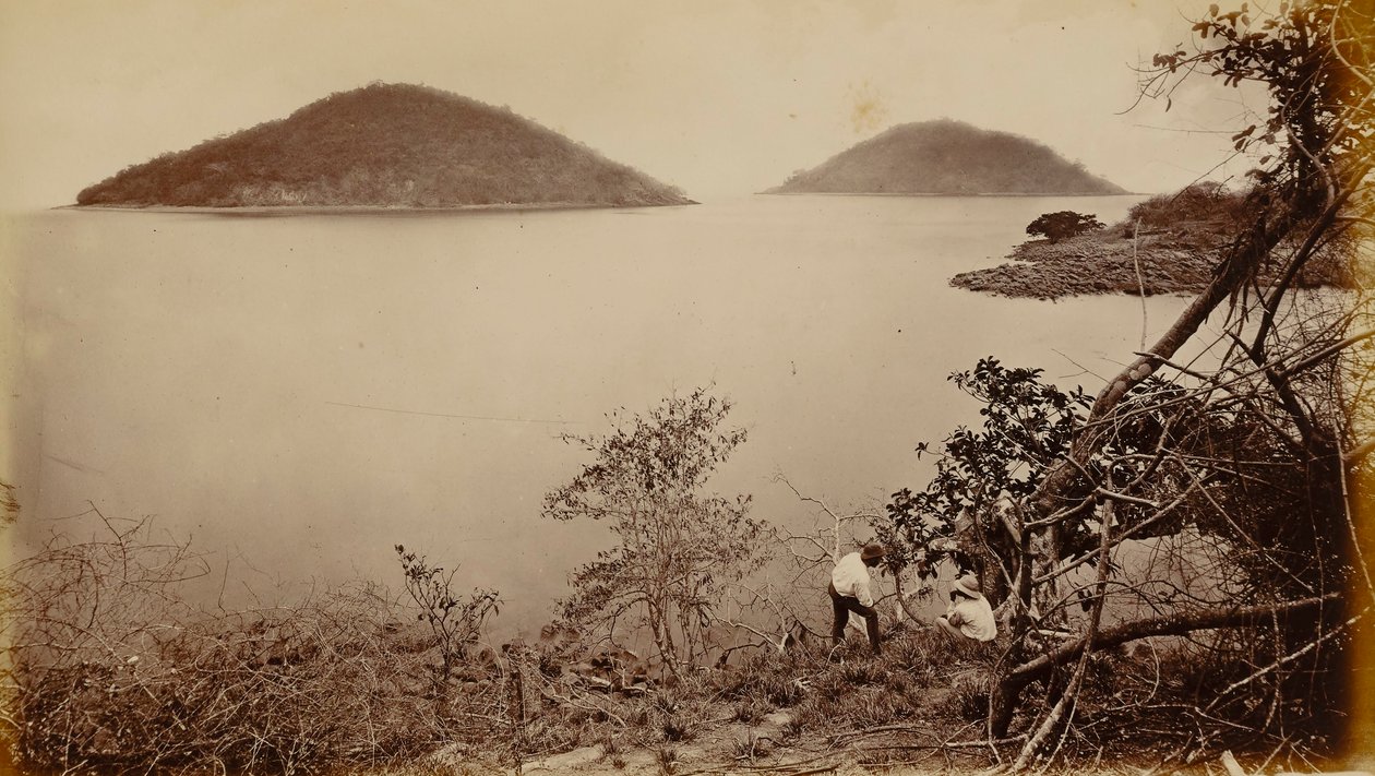 Perico e Flamenco - da ilha de Naos, Panamá de Eadweard Muybridge
