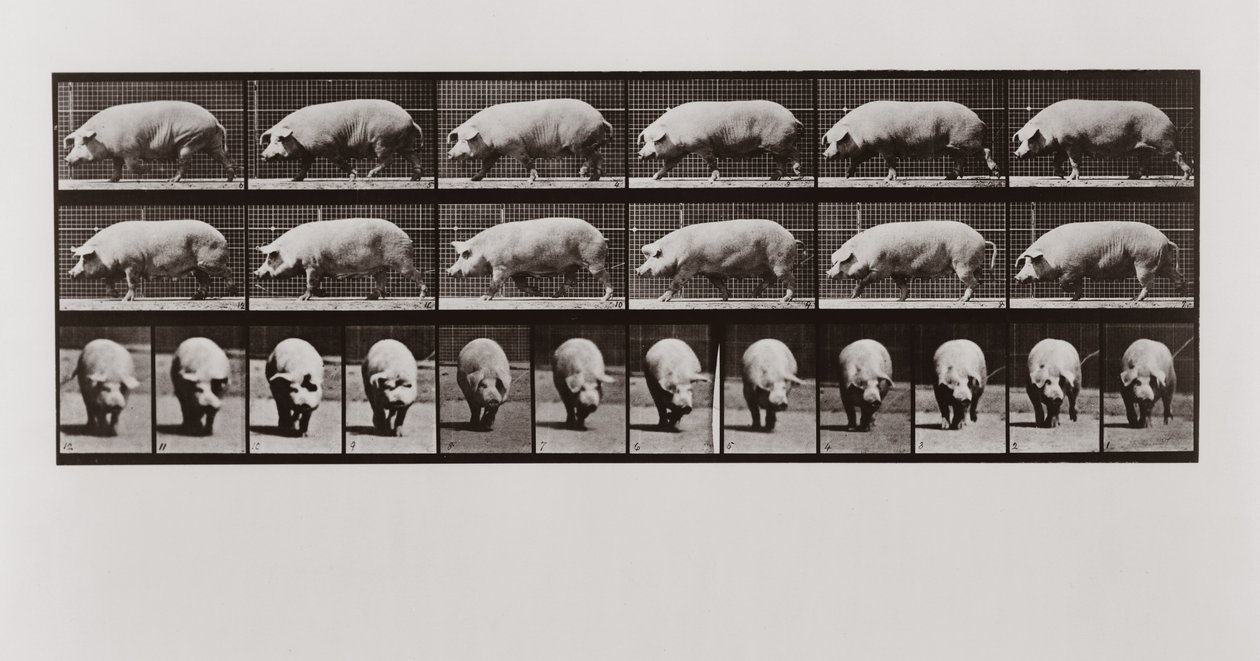 Porco andando, placa 673 de animal locomoção, 1887 de Eadweard Muybridge