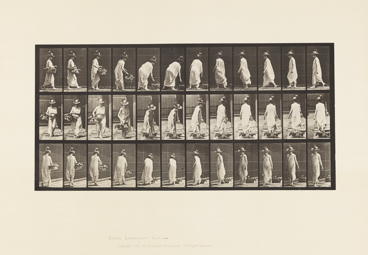 Prato 229. Colocação do cesto no chão e viragem de Eadweard Muybridge