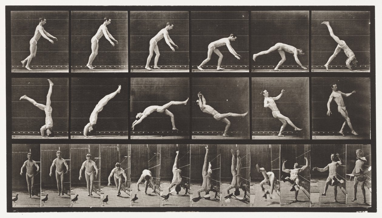 Placa 365. Headspring, A Flying Pigeon Interfering de Eadweard Muybridge