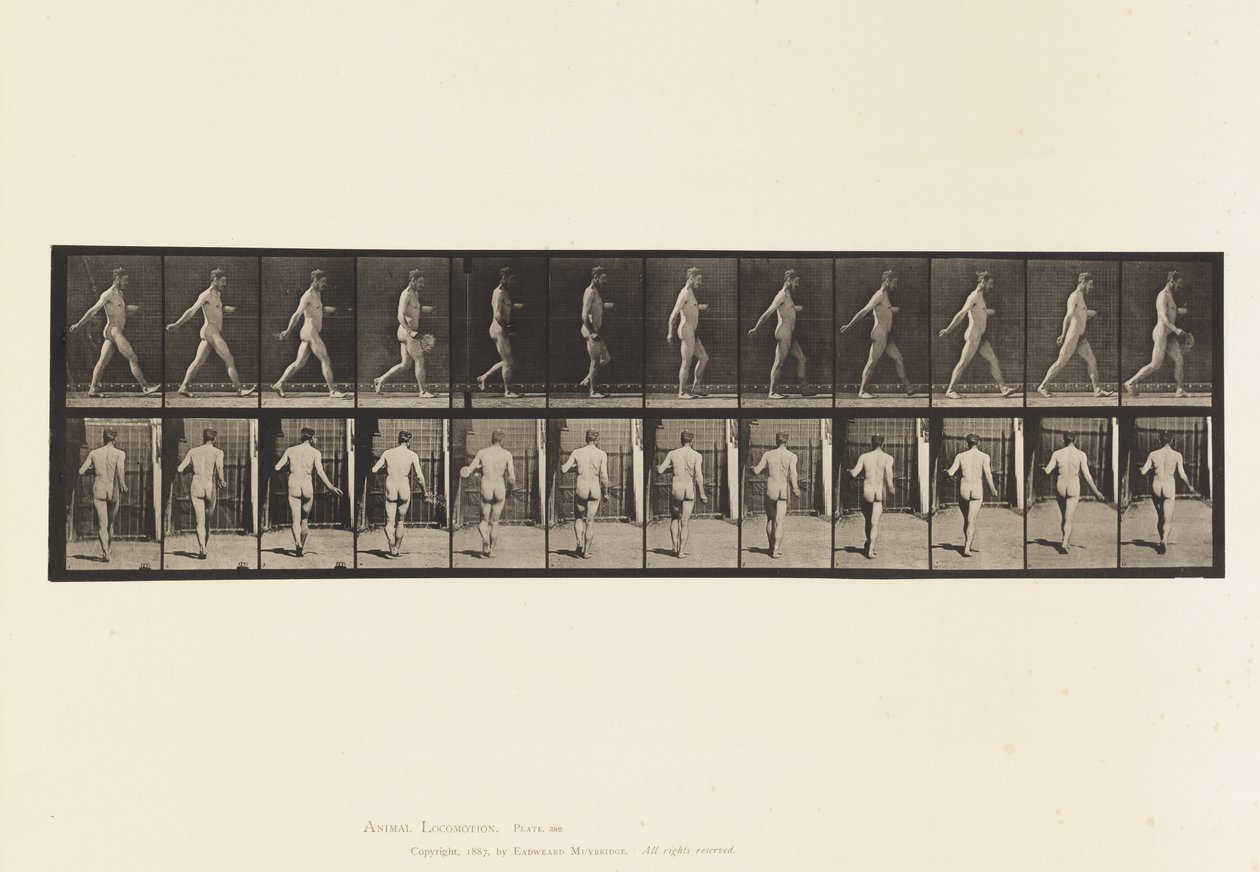 Placa 389. Agricultor, Semente de Dispersão, 1872-1885 de Eadweard Muybridge