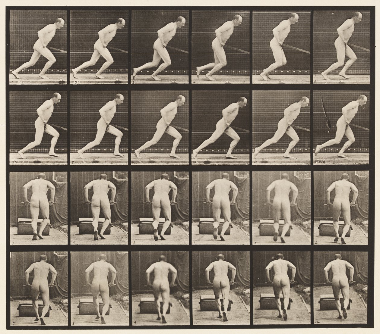 Placa 393. Empurrando um Rolo de Jardim, 1872-1885 de Eadweard Muybridge