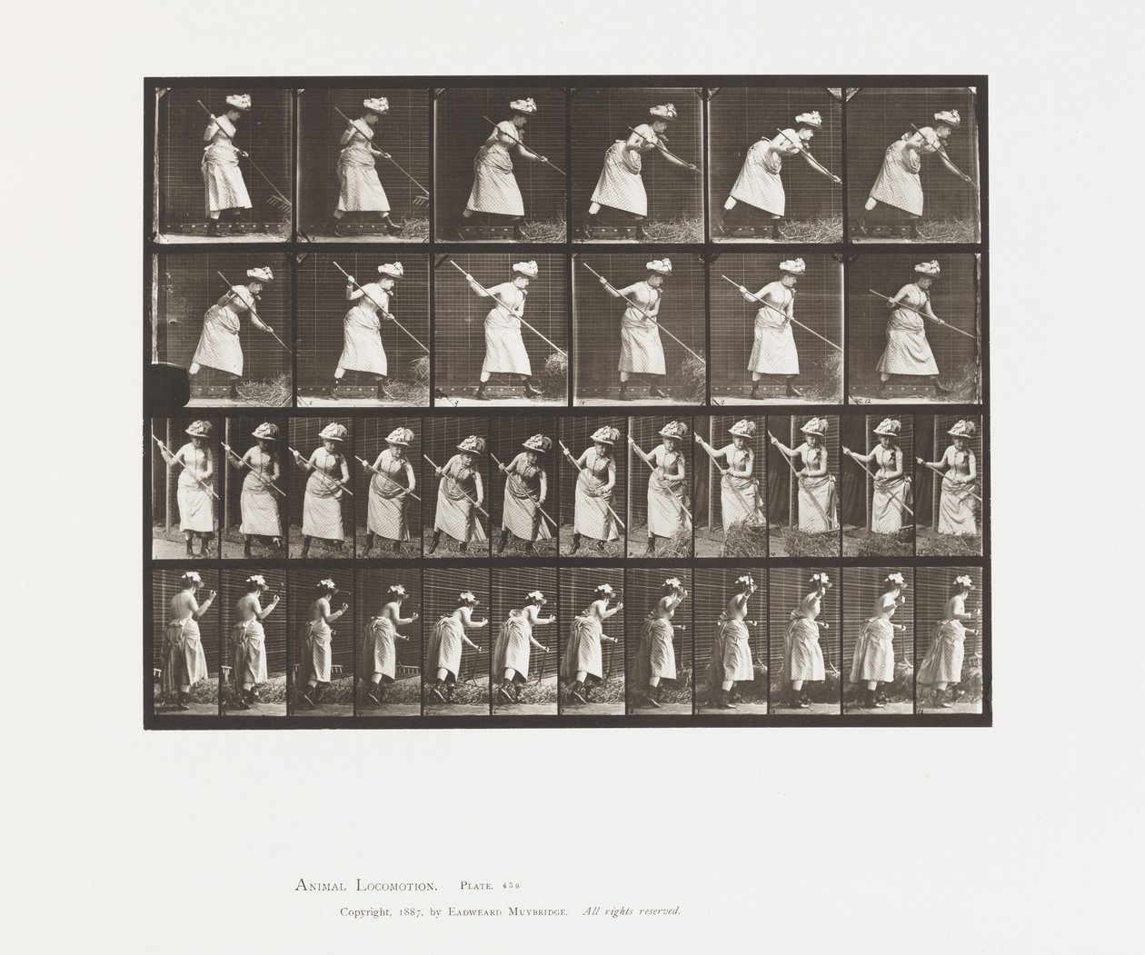 Placa 456. Raking Hay, 1885 de Eadweard Muybridge