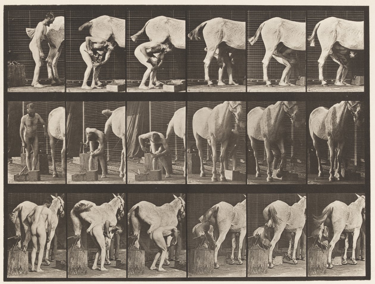 Placa 509. Calçando um Cavalo de Eadweard Muybridge