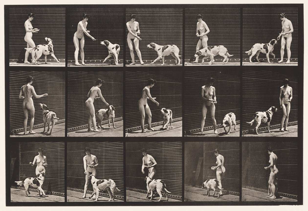 Prato 514. Alimentando um cão de Eadweard Muybridge