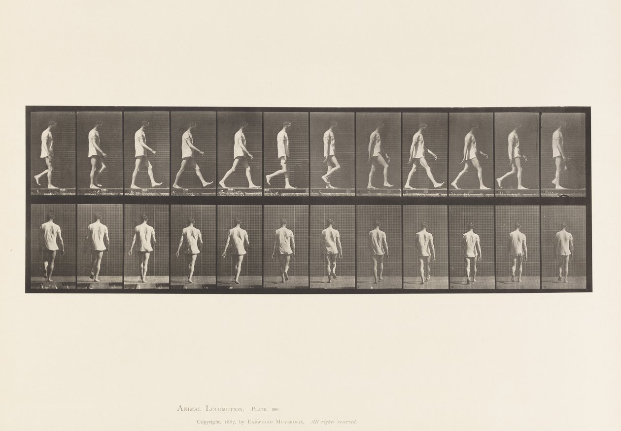 Placa 560. Ataxia do Locomotor; Andando, 1885 de Eadweard Muybridge