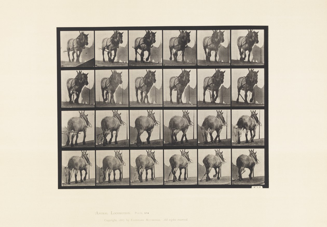 Placa 564.Hauling; Cadeia de troncos quebrados; Pusel de cavalo Belga Cinzento Escuro de Eadweard Muybridge