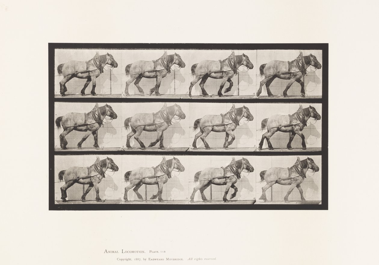 Prato 565.Hauling;Pusel de Cavalo Belga Cinzento Escuro de Eadweard Muybridge