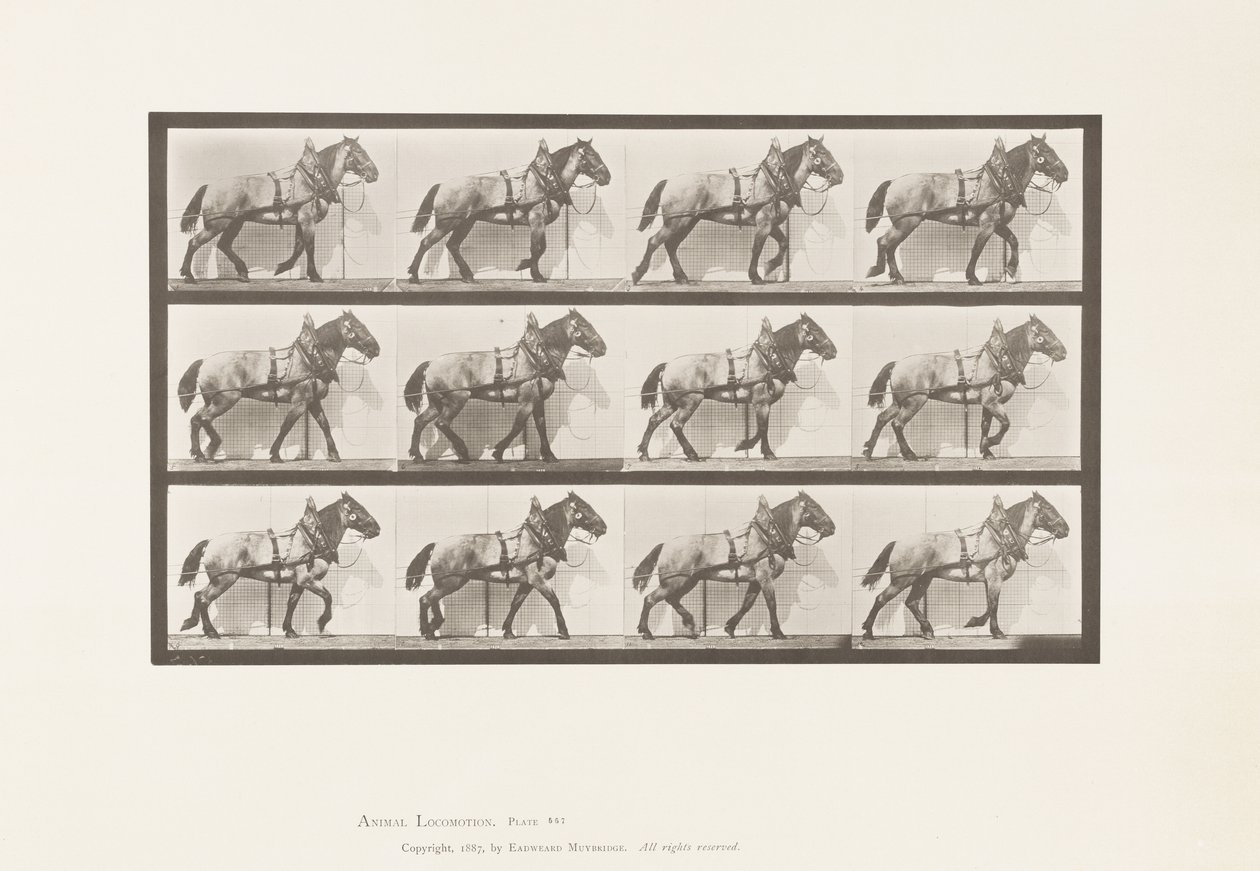 Placa 567.Hauling; Cavalo Belga Cinza Escuro Billy, 1885 de Eadweard Muybridge