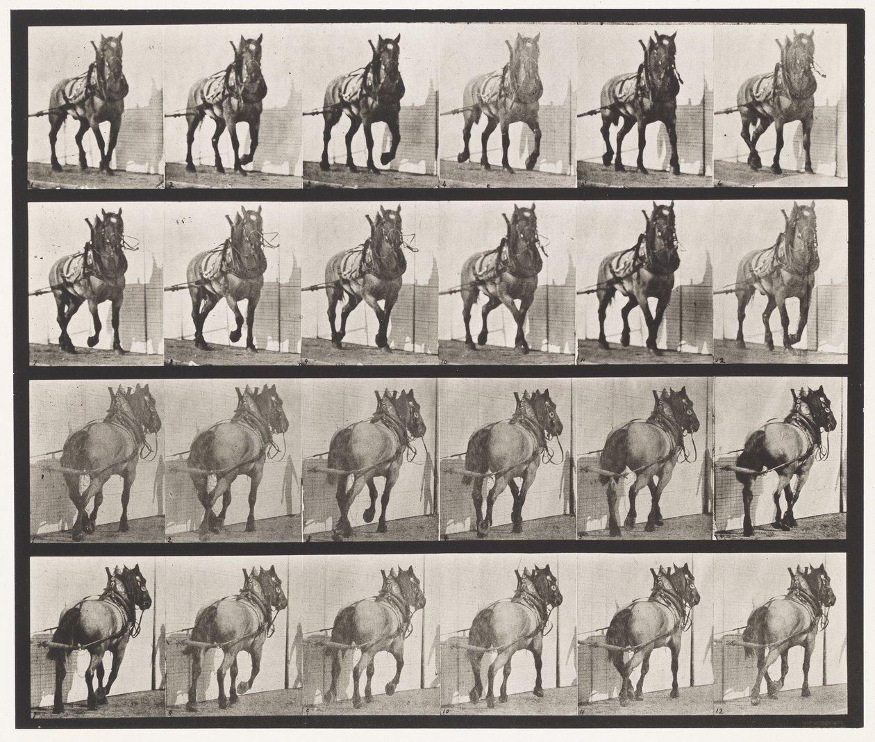 Prato 568. Arrasto; Cavalo Belga Cinzento Escuro Billy de Eadweard Muybridge