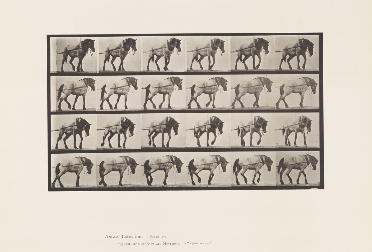 Placa 570.Hauling; Cavalo Belga Cinza Escuro Hansel, 1885 de Eadweard Muybridge