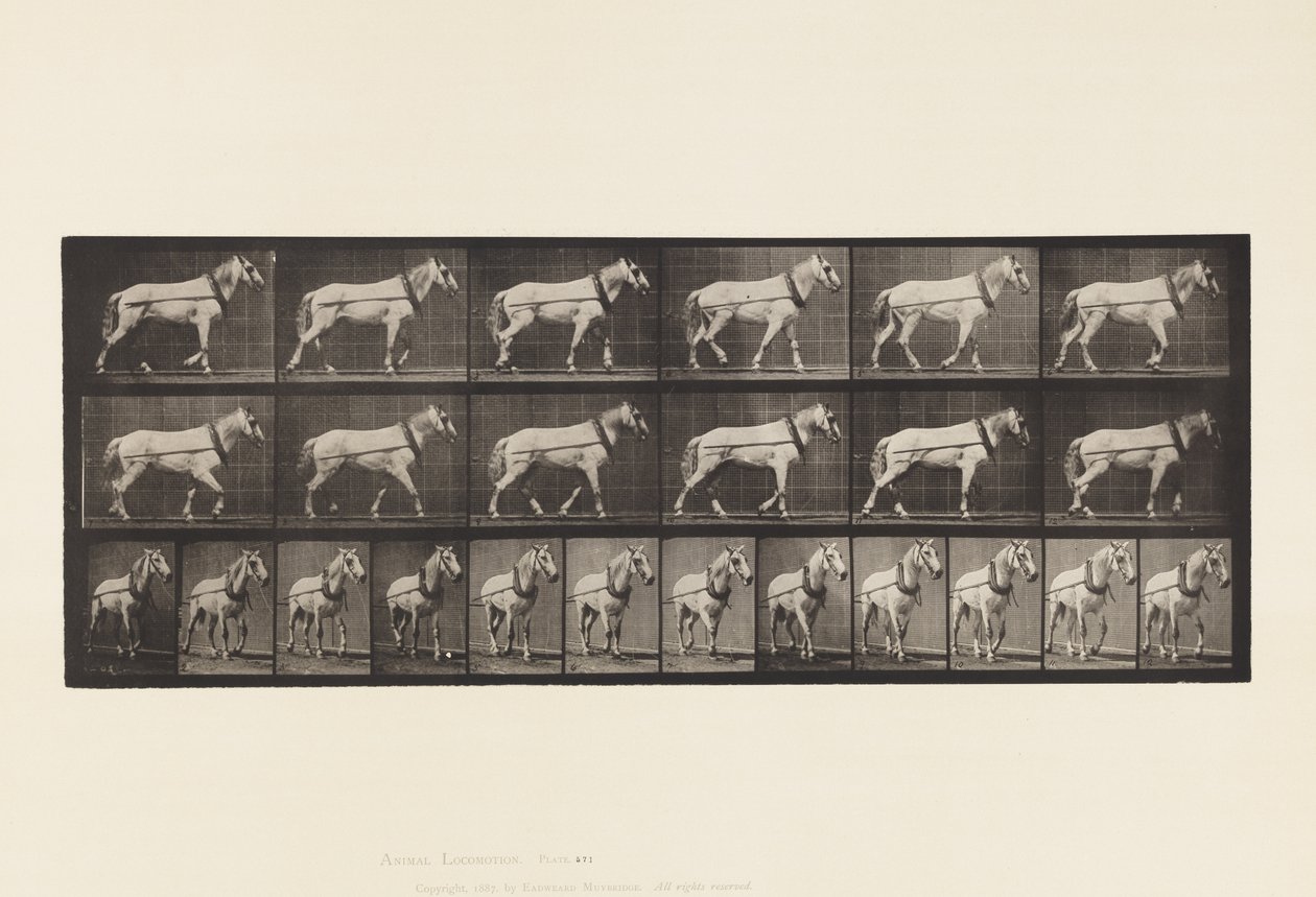 Placa 571.Hauling; Luz-Cinza Mare Johnson, 1885 de Eadweard Muybridge